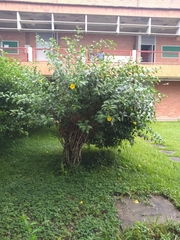 Allamanda
