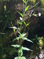 Epilobium alpestre