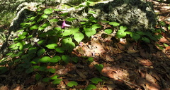 Ipomoea orizabensis