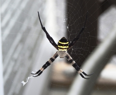 Argiope amoena