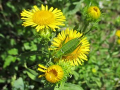 Poecilimon thoracicus