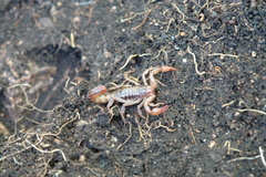 Mesomexovis variegatus