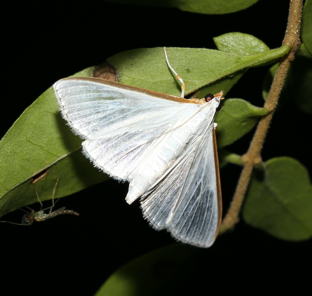 Orange-shouldered Sherbet Moth