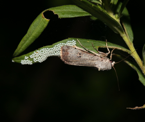 Green Cutworm Moth photo 3