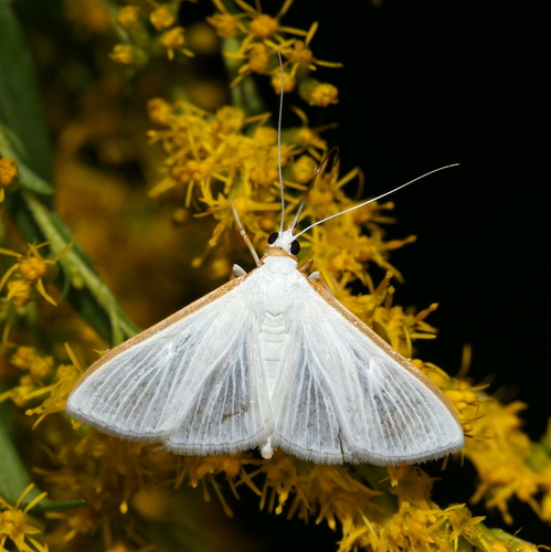 Orange-shouldered Sherbet Moth photo 2