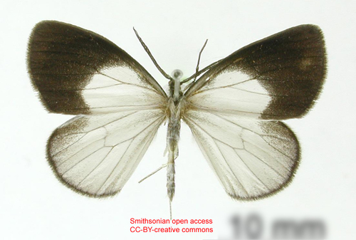 Devarodes amoena
