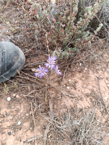 Image of Thysanotus baueri by (c) Em Lamond, some rights reserved (CC BY)
