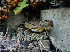 Crotalus culminatus