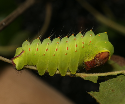 Polyphemus Moth photo 4