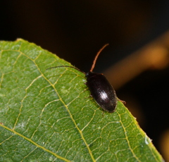 Hymenalia rufipes