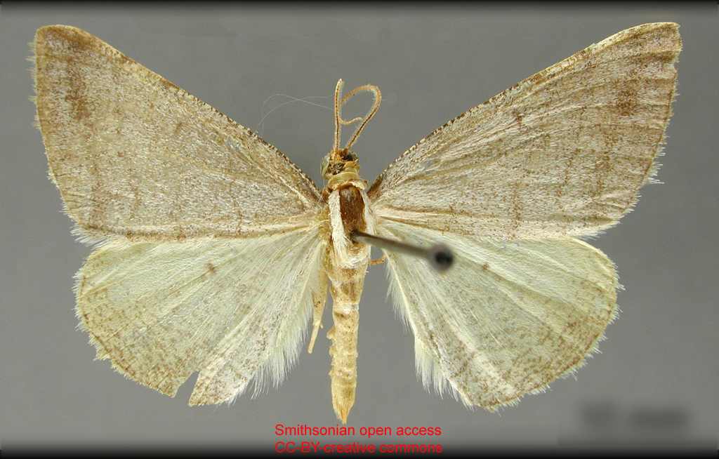 Semiothisa lamitaria