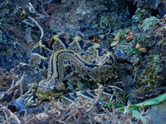 Crotalus culminatus