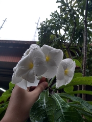 Plumeria pudica