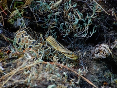 Crotalus culminatus