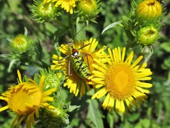 Poecilimon thoracicus