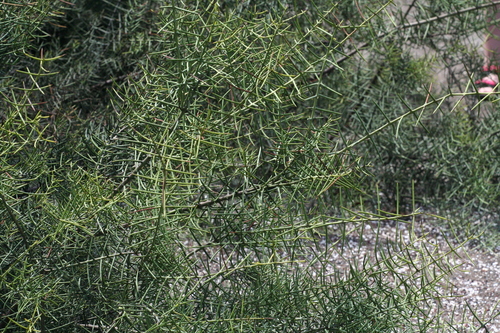 Image of Thorn Shrub (Scutia spicata) by no rights reserved