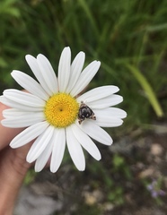 Prochoreutis inflatella