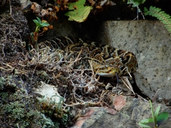 Crotalus culminatus