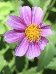 Cosmos parviflorus