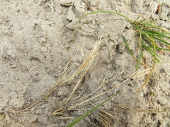 Festuca membranacea