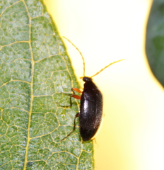 Hymenalia rufipes