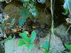 Crotalus culminatus
