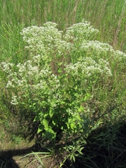 Eupatorium rotundifolium