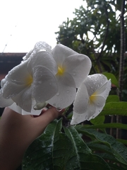 Plumeria pudica