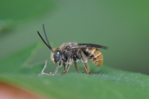 Bumble Bees (Genus Bombus) · iNaturalist