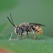 蜜蜂科 - Photo 由 Coronado Govaerts 所上傳的 (c) Coronado Govaerts，保留部份權利CC BY-NC