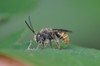 Honey Bees, Bumble Bees, and Allies - Photo (c) Coronado Govaerts, some rights reserved (CC BY-NC), uploaded by Coronado Govaerts