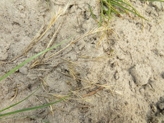 Festuca membranacea