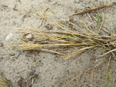 Festuca membranacea