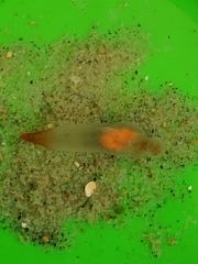 Clione limacina