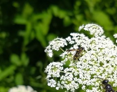 Leucospis