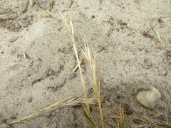 Festuca membranacea