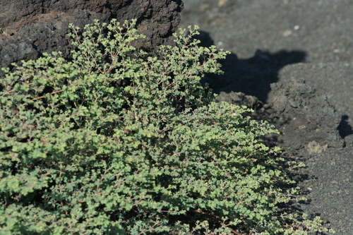 Image of Chamaesyce by no rights reserved