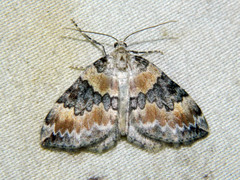Dysstroma brunneata