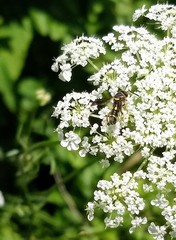 Leucospis