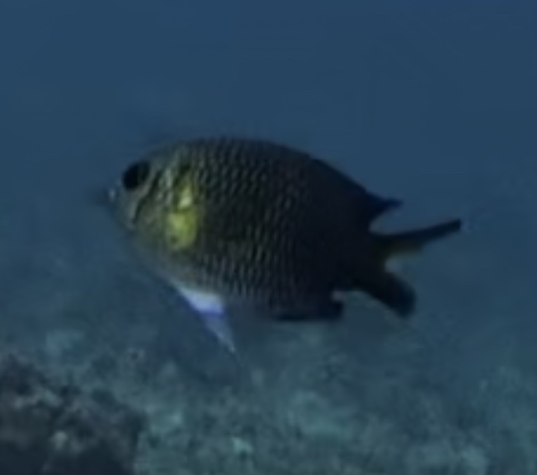 Striped-Tail Puller