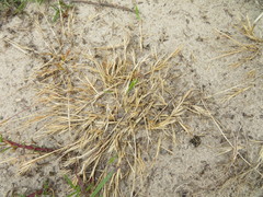 Festuca membranacea