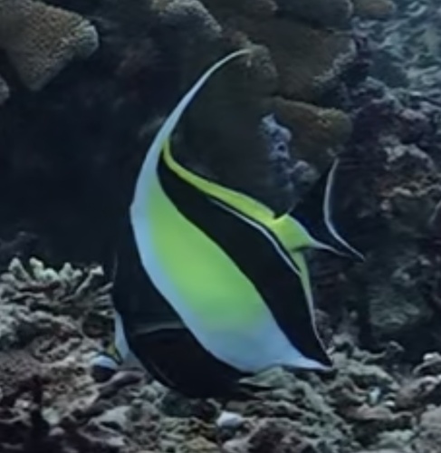 Moorish Idol (Zanclus cornutus)