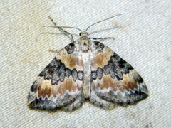 Dysstroma brunneata