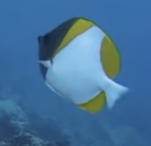 Pyramid Butterflyfish (Hemitaurichthys polylepis)