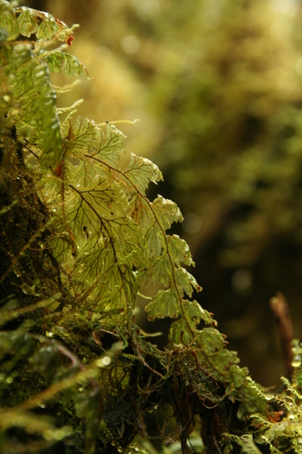 Hairy Filmy Fern (Hymenophyllum hirsutum)