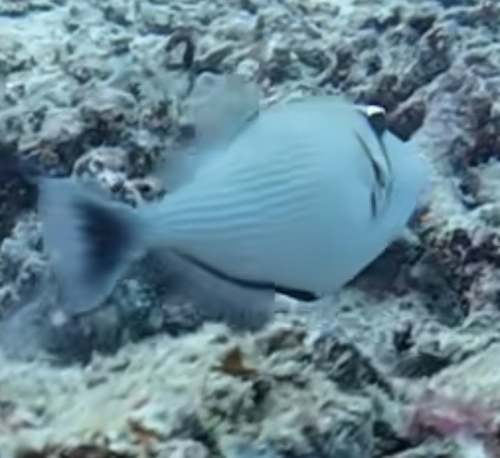 Lei Triggerfish (Sufflamen bursa)