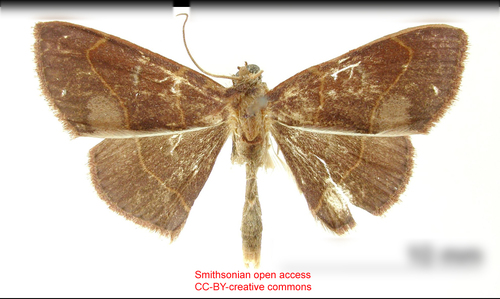 Semaeopus deflexa