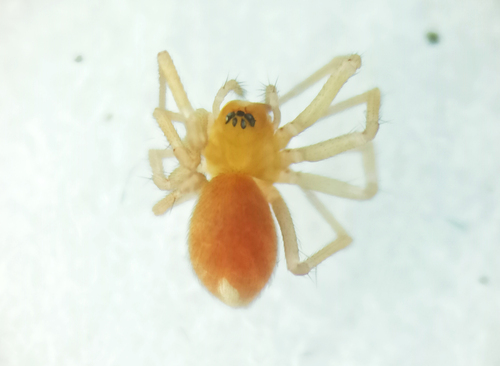 Centromerus turcicus