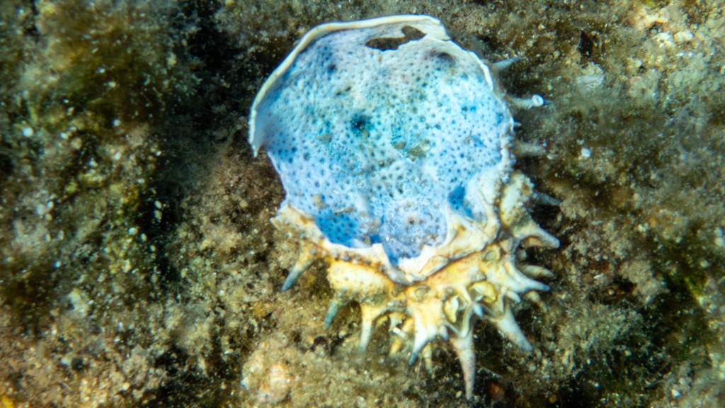 Photo of Lesser spider crab (Maja crispata)