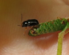 Cryptocephalus ocellatus